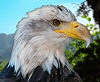  Click For Hawaii and Alaska Cruise Info 