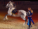  Horses & Equestrian Show Photo 