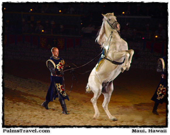  Medieval Times Knights & Horses Photo 
