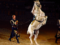  Horses & Equestrian Show Photo 