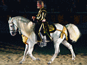  Horses & Equestrian Show Photo 