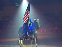  Horses & Knights Photo 