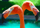  Palms Travel Homepage 